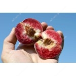 Peach (Prunus persica) BLOOD RED