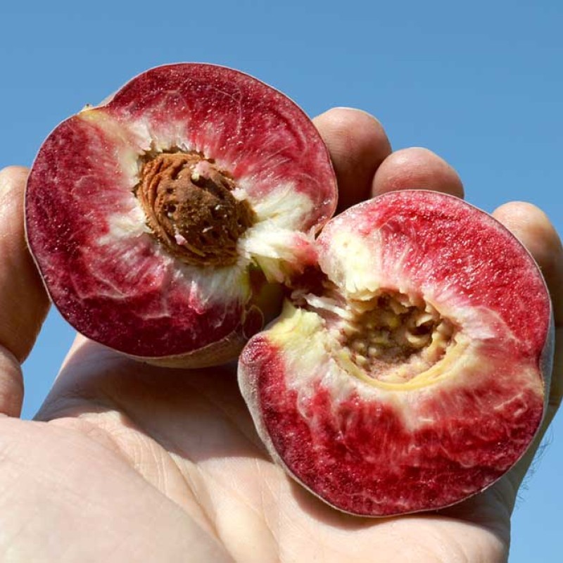 Pfirsich (Prunus persica) ROTER WEINBERGPFIRSICH