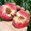 Pfirsich (Prunus persica) ROTER WEINBERGPFIRSICH
