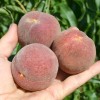 Pfirsich (Prunus persica) ROTER WEINBERGPFIRSICH