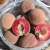 Pfirsich (Prunus persica) ROTER WEINBERGPFIRSICH