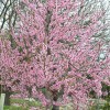 Pfirsich (Prunus persica) ROTER WEINBERGPFIRSICH