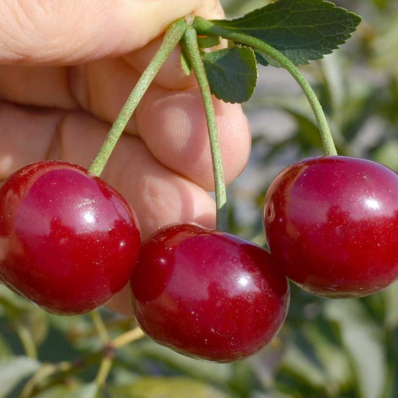 Višňa (Prunus cerasus) ACHAT®