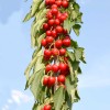 Columnar Sweet Cherry (Prunus avium) CAMPANILO