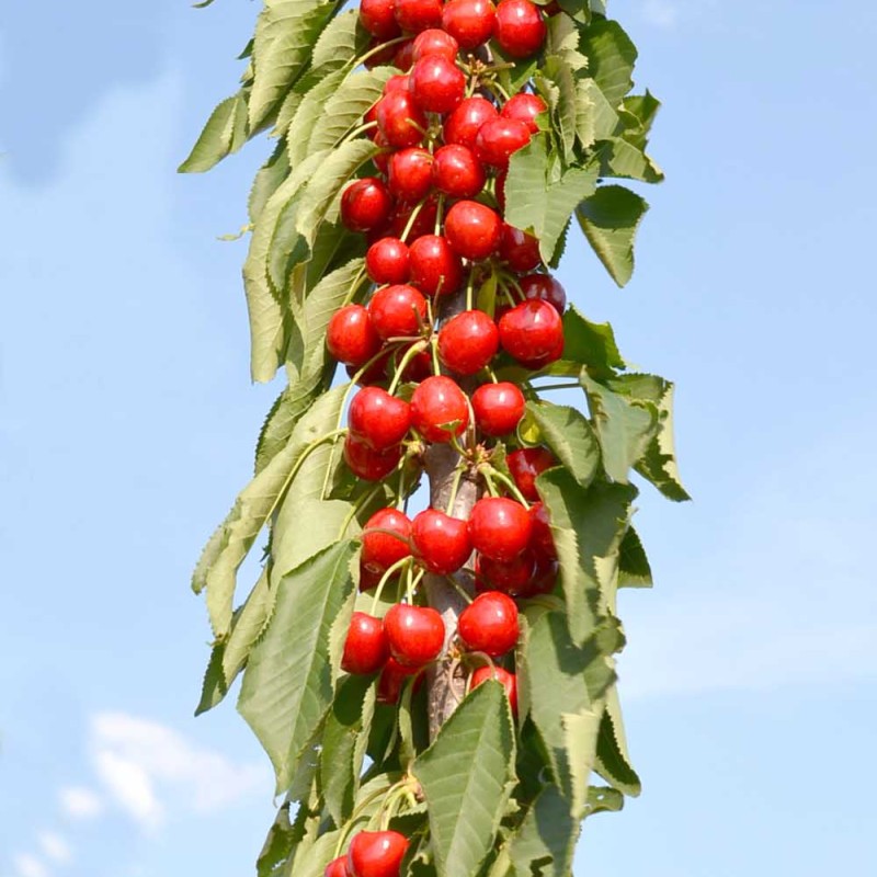 Columnar Sweet Cherry (Prunus avium) CAMPANILO