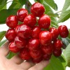 Sweet Cherry (Prunus avium) CANADA GIANT®
