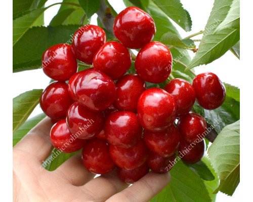 Sweet Cherry (Prunus avium) CANADA GIANT®