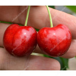 Sweet Cherry (Prunus avium) CANADA GIANT®