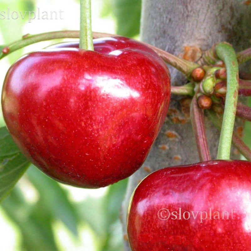 Süßkirsche (Prunus avium) CARMEN®