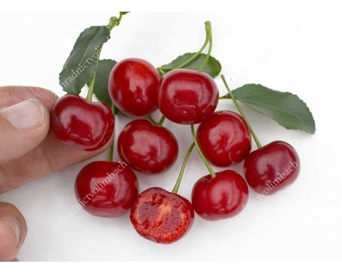 Sour Cherry Carmine Jewel
