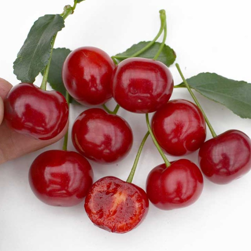 Višňa (Prunus fruticosa x P. cerasus) CARMINE JEWEL