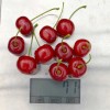 Višňa (Prunus fruticosa x P. cerasus) CARMINE JEWEL