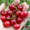 Višňa (Prunus fruticosa x P. cerasus) CARMINE JEWEL
