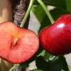 Sweet Cherry (Prunus avium) CELESTE®