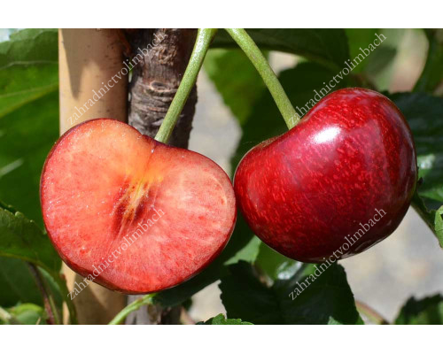 Sweet Cherry (Prunus avium) CELESTE®