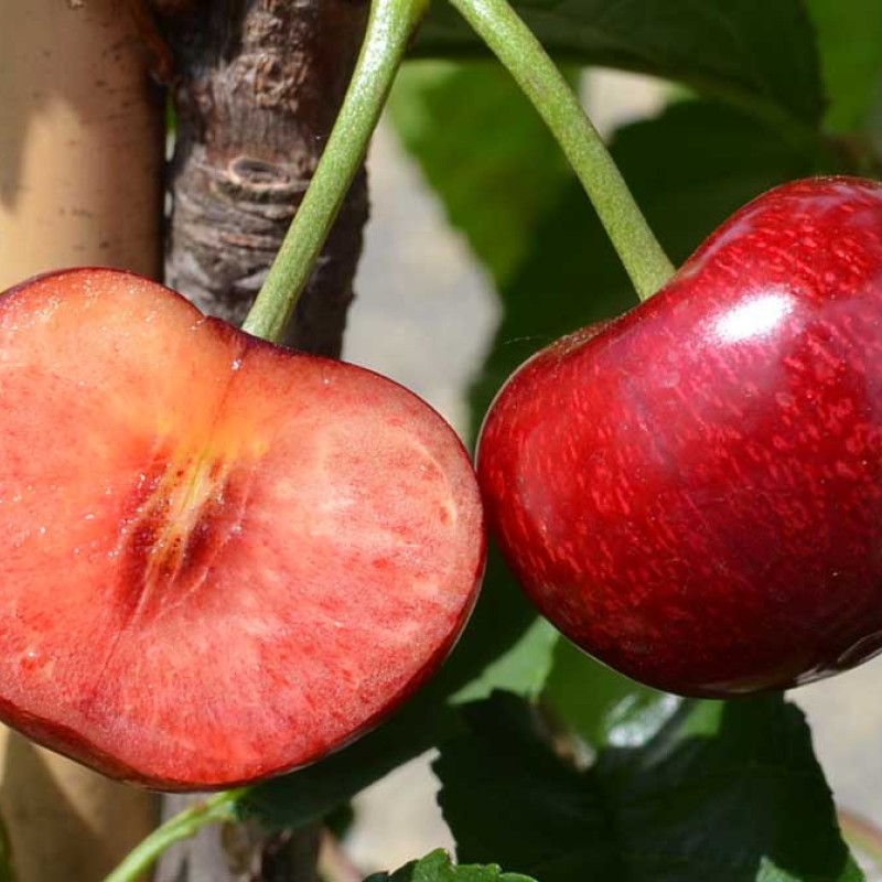Sweet Cherry (Prunus avium) CELESTE®