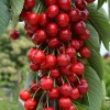Säulenkirsche (Prunus avium) CLAUDIA