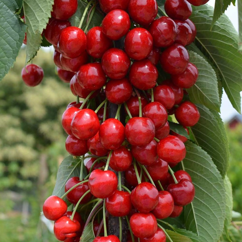 Säulenkirsche (Prunus avium) CLAUDIA