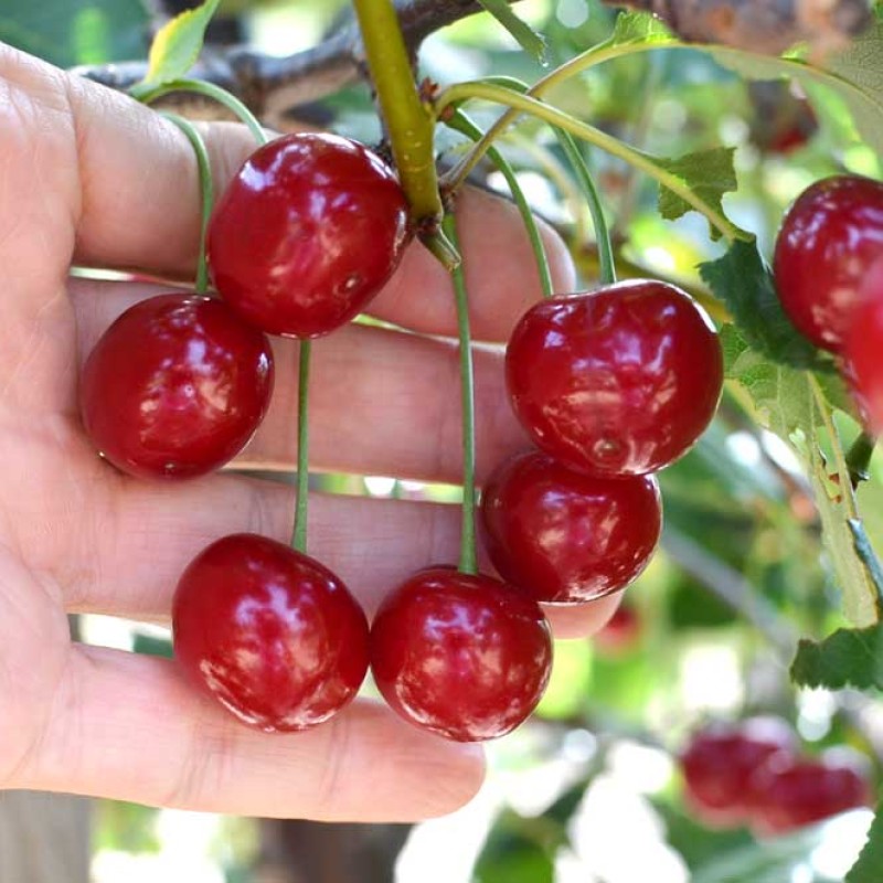 Višňa (Prunus cerasus) GEREMA (S)