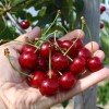 Višňa stĺpová (Prunus cerasus) JACHIM®
