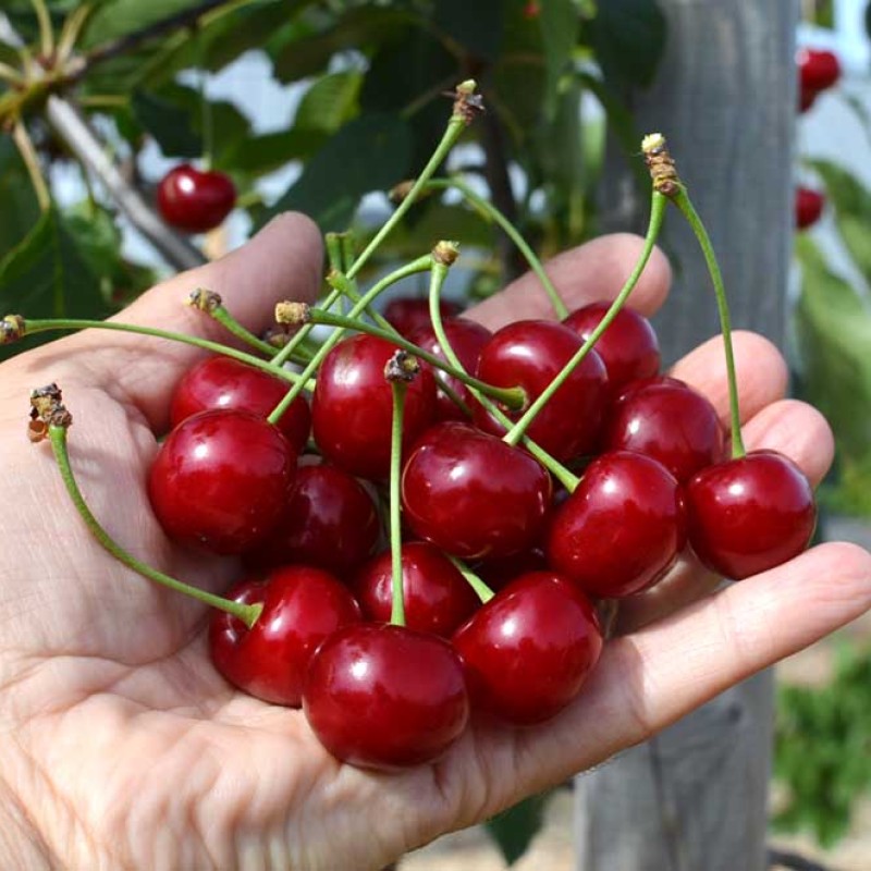 Višňa stĺpová (Prunus cerasus) JACHIM®