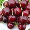 Čerešňa (Prunus avium) JAROSLAVNA