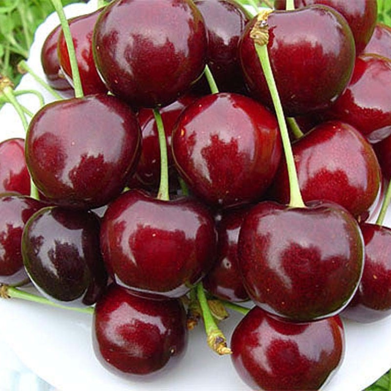 Čerešňa (Prunus avium) JAROSLAVNA