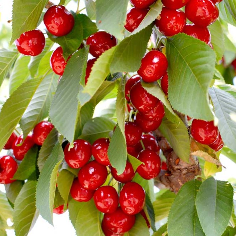 Sweet Cherry (Prunus avium) LAPINS