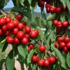 Süßkirsche (Prunus avium) SAMBA®