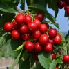 Süßkirsche (Prunus avium) SAMBA®