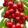 Süßkirsche (Prunus avium) SAMBA®
