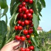 Säulenkirsche (Prunus avium) SARA