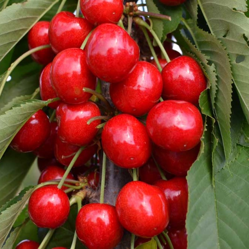 Säulenkirsche (Prunus avium) SARA