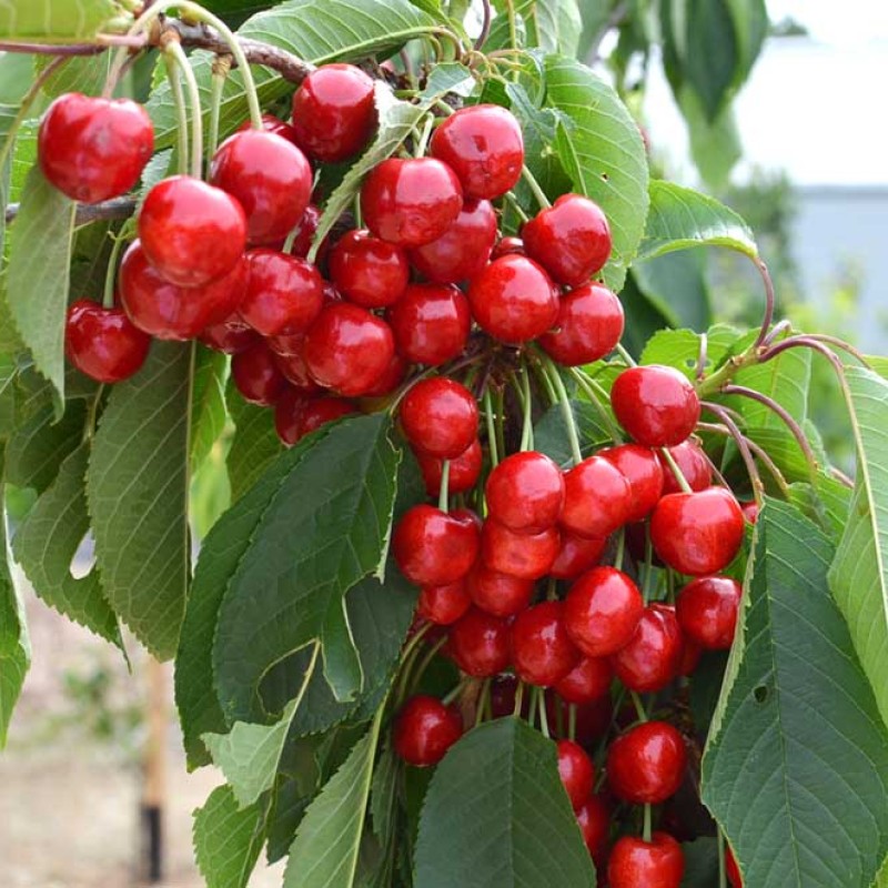 Sweet Cherry (Prunus avium) SWEETHEART®