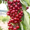 Columnar Sweet Cherry (Prunus avium) SYLVIA