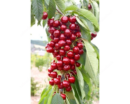Columnar Sweet Cherry (Prunus avium) SYLVIA 