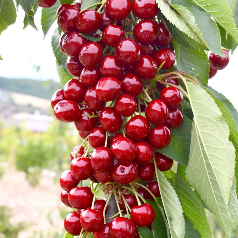 Columnar Sweet Cherry (Prunus avium) SYLVIA
