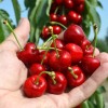Columnar Sweet Cherry (Prunus avium) SYLVIA