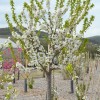 Columnar Sweet Cherry (Prunus avium) SYLVIA