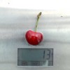 Süßkirsche (Prunus avium) TAMARA®