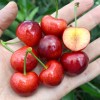 Süßkirsche (Prunus avium) TAMARA®