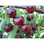 Sweet Cherry x Sour Cherry hybrid VSTRECHA