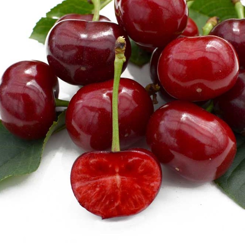 Čerešňo-višňa XENIA®