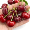 Čerešňo-višňa XENIA®