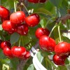 Čerešňo-višňa XENIA®
