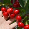 Čerešňo-višňa XENIA®