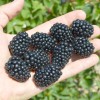 Blackberry (Rubus fruticosus) ASTERINA