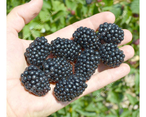 Blackberry (Rubus fruticosus) ASTERINA
