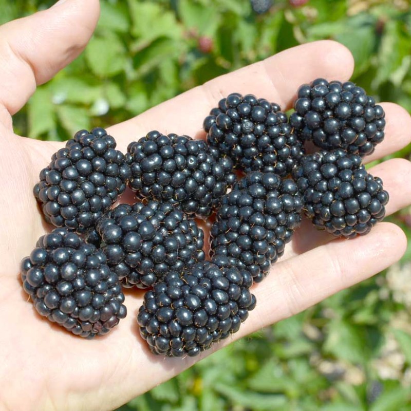 Blackberry (Rubus fruticosus) ASTERINA