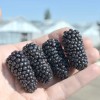 Černica (Rubus fruticosus) BLACK BUTTE
